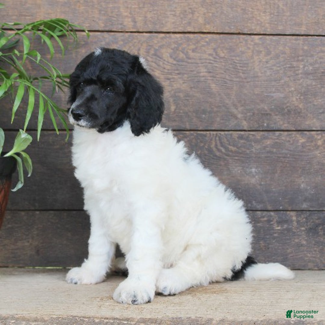 Standard Poodle dogs for sale: Fifi - Ad 3