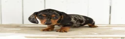 Miniature Dachshund dogs for sale: Oscar  - Ad 2