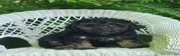Miniature Poodle dogs for sale: Lauryn - Ad 5