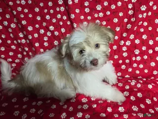 Havanese dogs Havanese Puppy 6-Karma - Ad 1