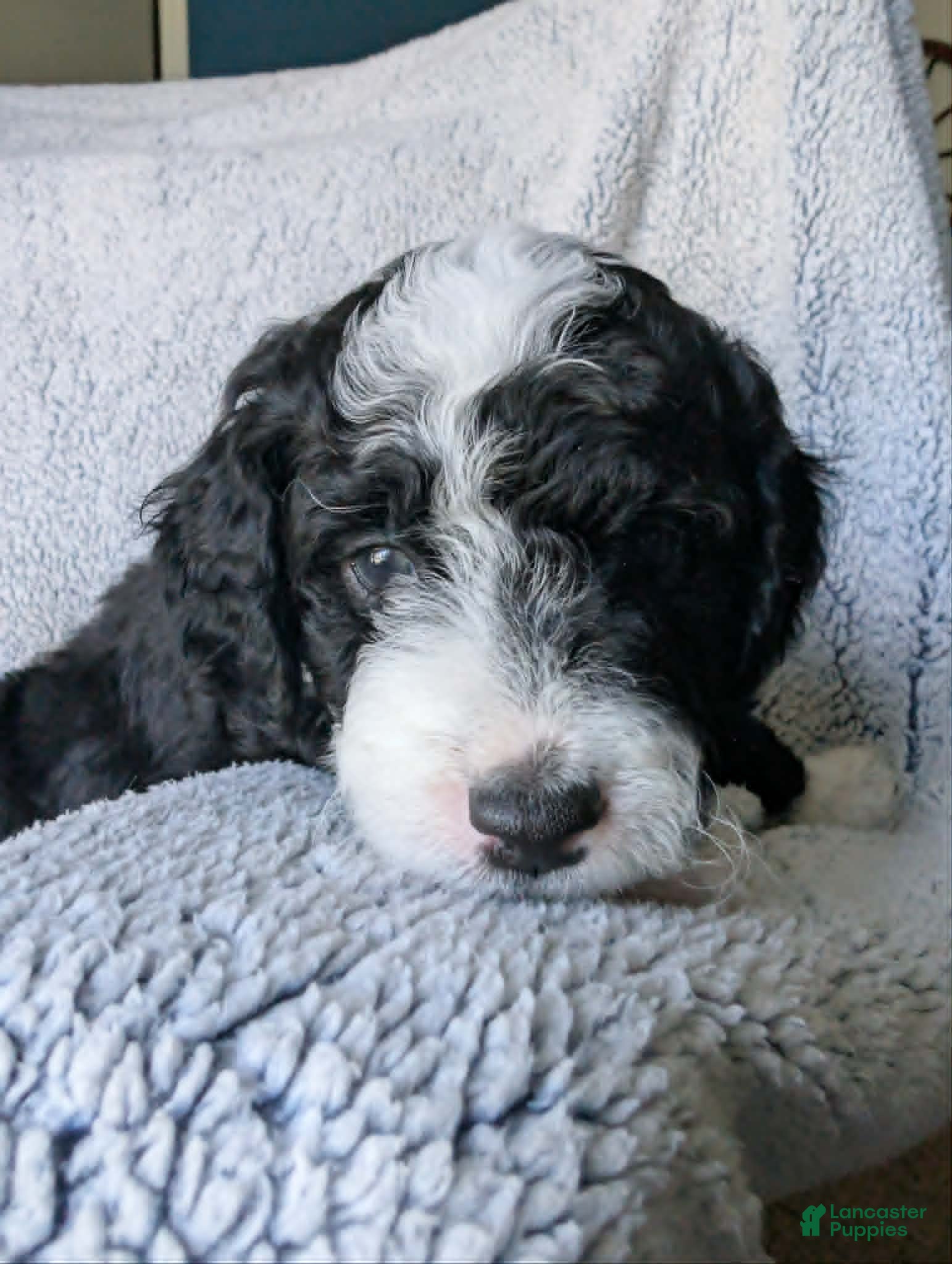 Mixed Breed dogs for sale: Panda  - Ad 5