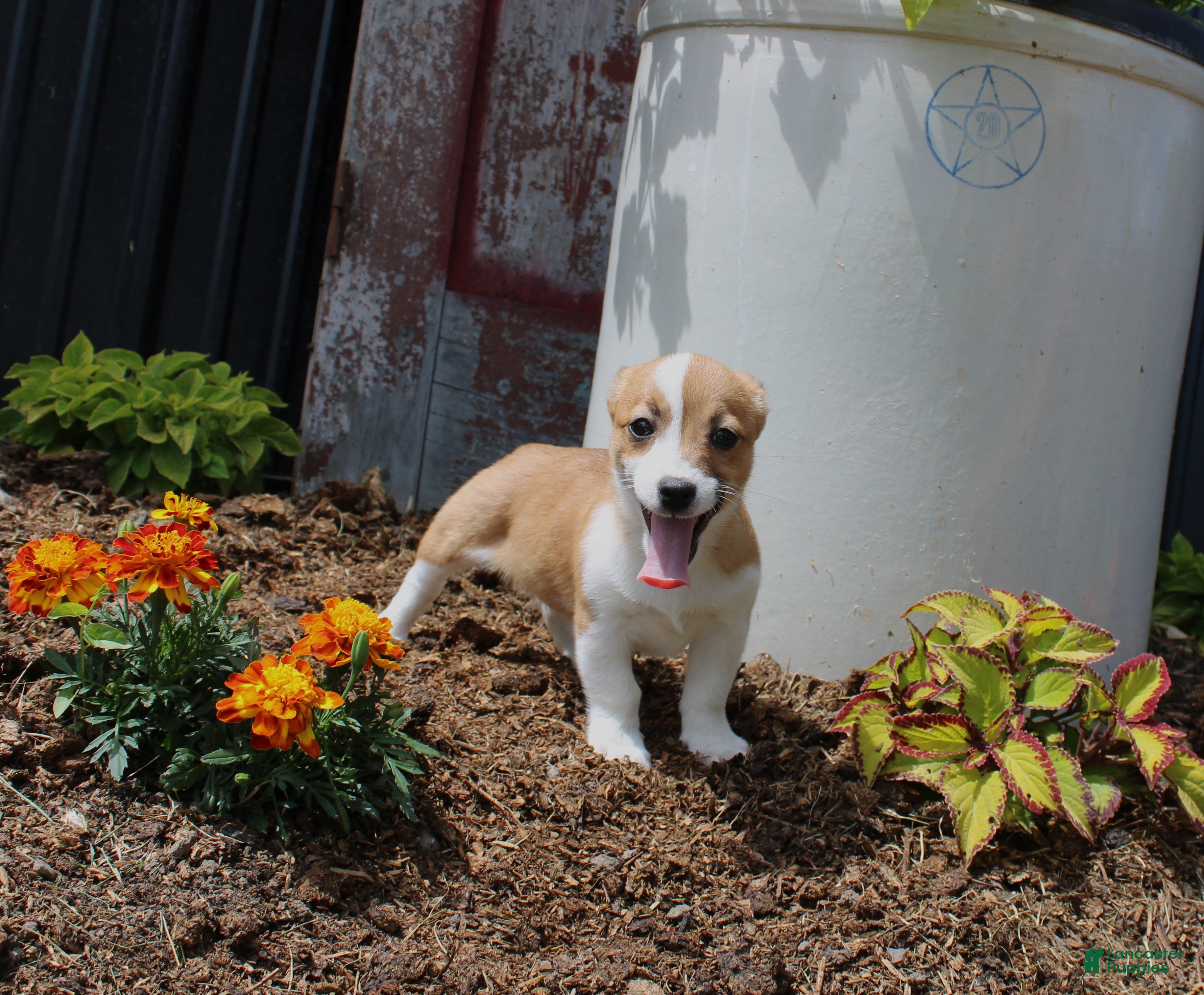 Mixed Breed dogs Sasha - Ad 1