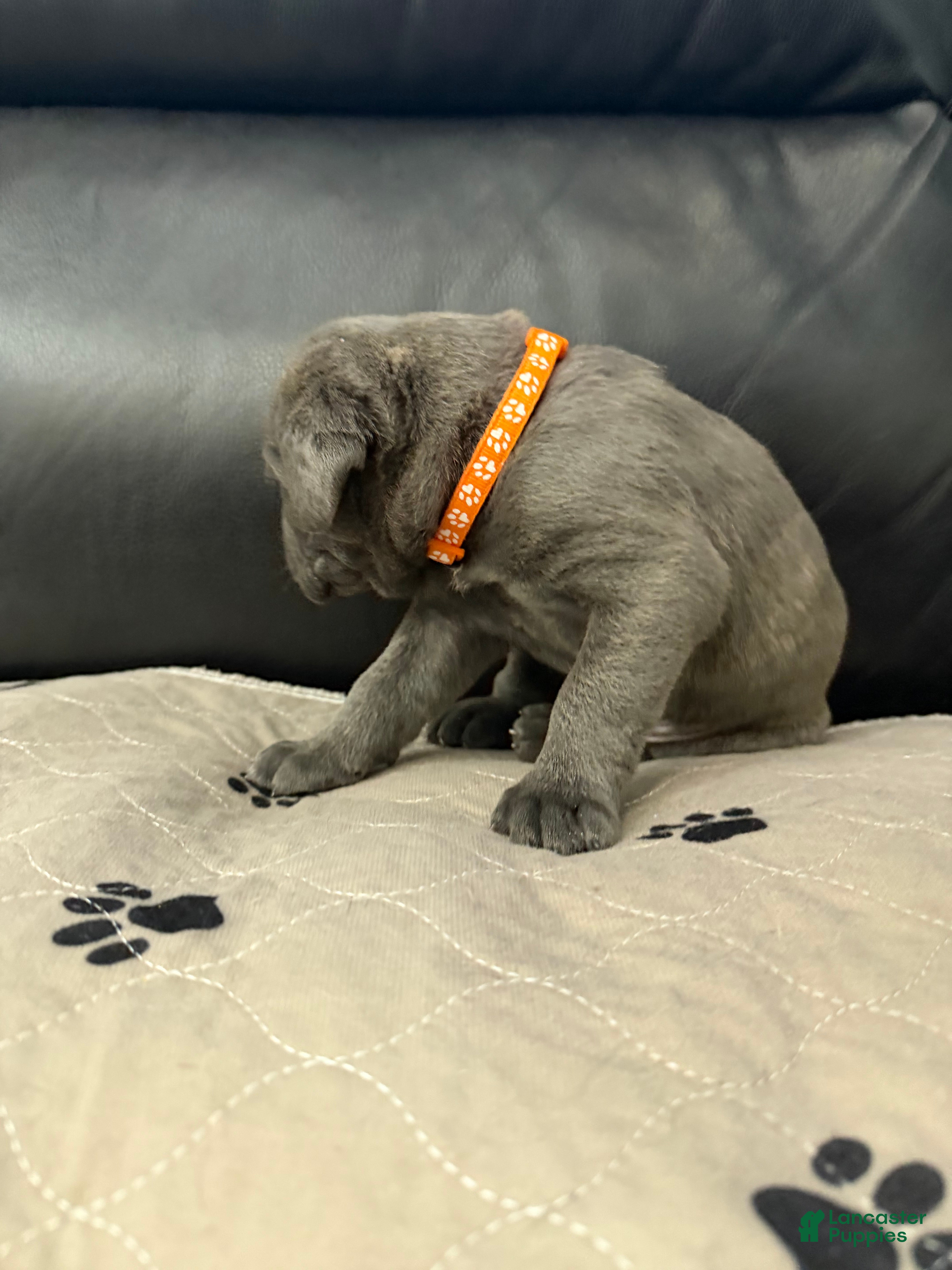 Cane Corso dogs Orange Collar-Meyer - Ad 2