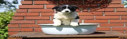 Mixed Breed dogs for sale: Casey - Ad 5