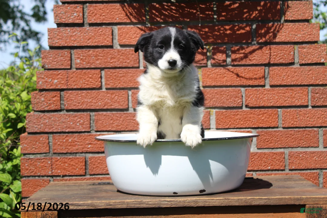 Mixed Breed dogs for sale: Casey - Ad 5