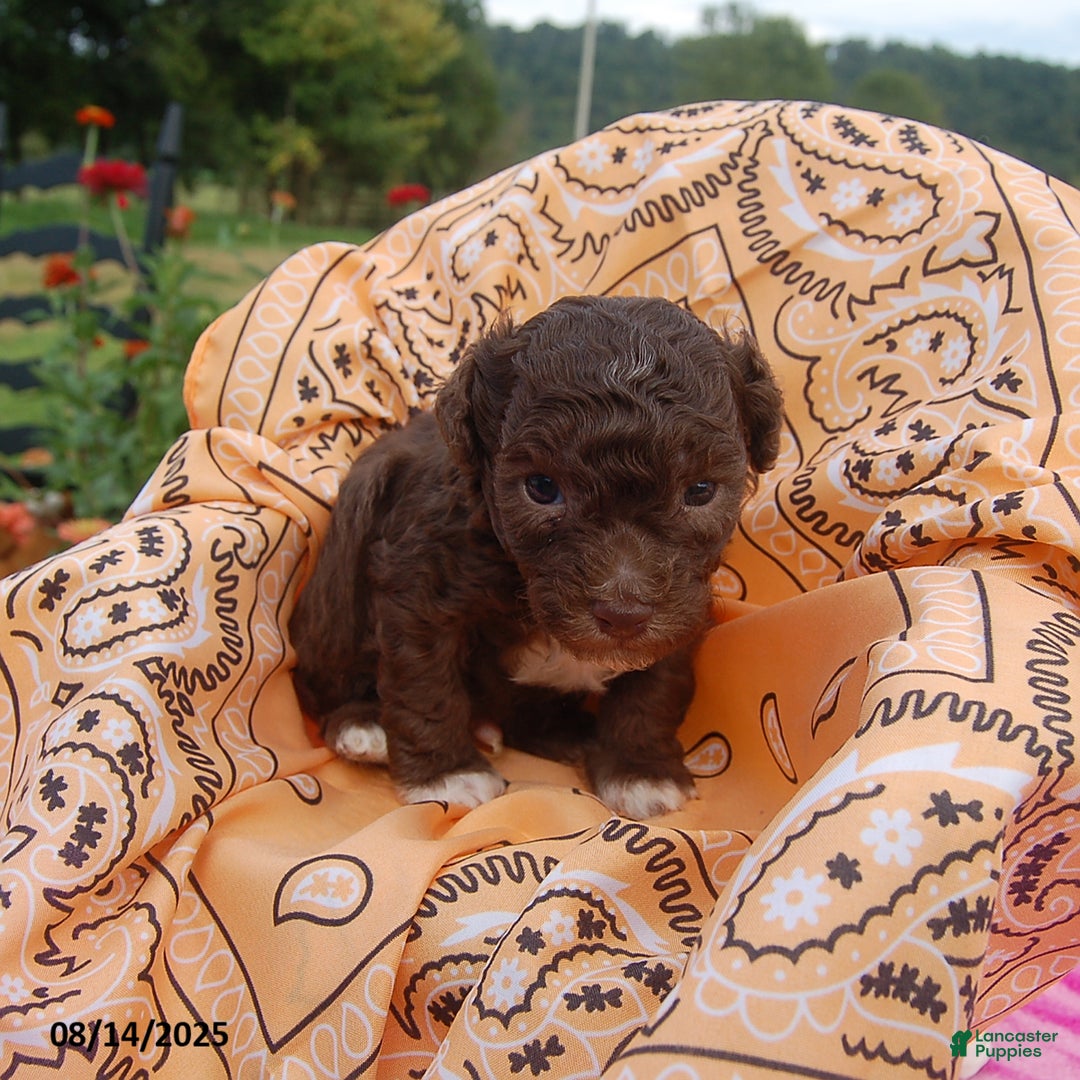 Toy Poodle dogs for sale: Bobbie - Ad 8