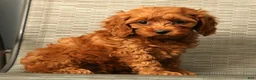 Cockapoo dogs for sale: Princess - Ad 6