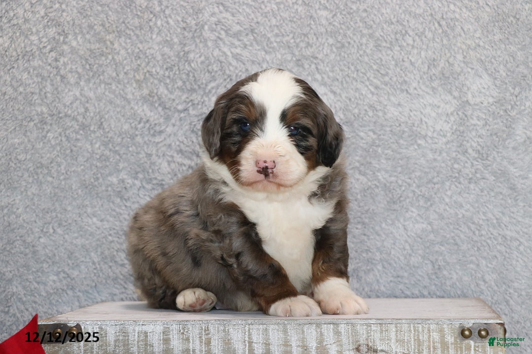 Mini Bernedoodle dogs for sale: Kenji - Ad 3