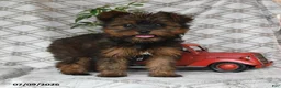 Yorkshire Terrier dogs for sale: Violet - Ad 3
