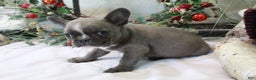 Frenchton dogs for sale: Bella  - Ad 7