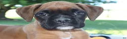 Boxer dogs for sale: Emily - Champ lines - Ad 1
