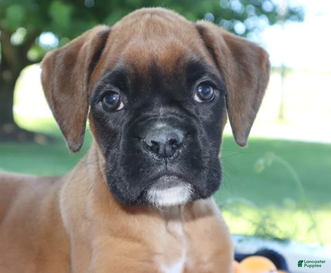Boxer dogs for sale: Emily - Champ lines - Ad 1