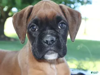 Boxer dogs for sale: Emily - Champ lines - Ad 3