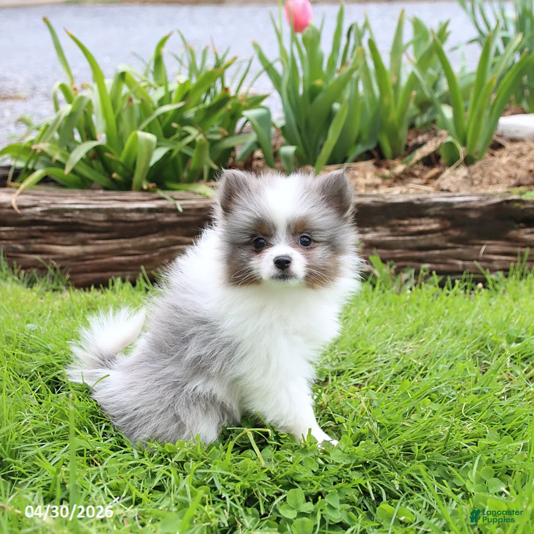 Pomeranian dogs for sale: Tiara - Ad 2