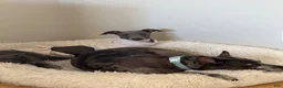 Italian Greyhound dogs for sale: Percy - Ad 11