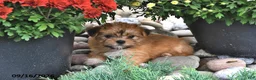 Shorkie dogs for sale: Bella   - Ad 3