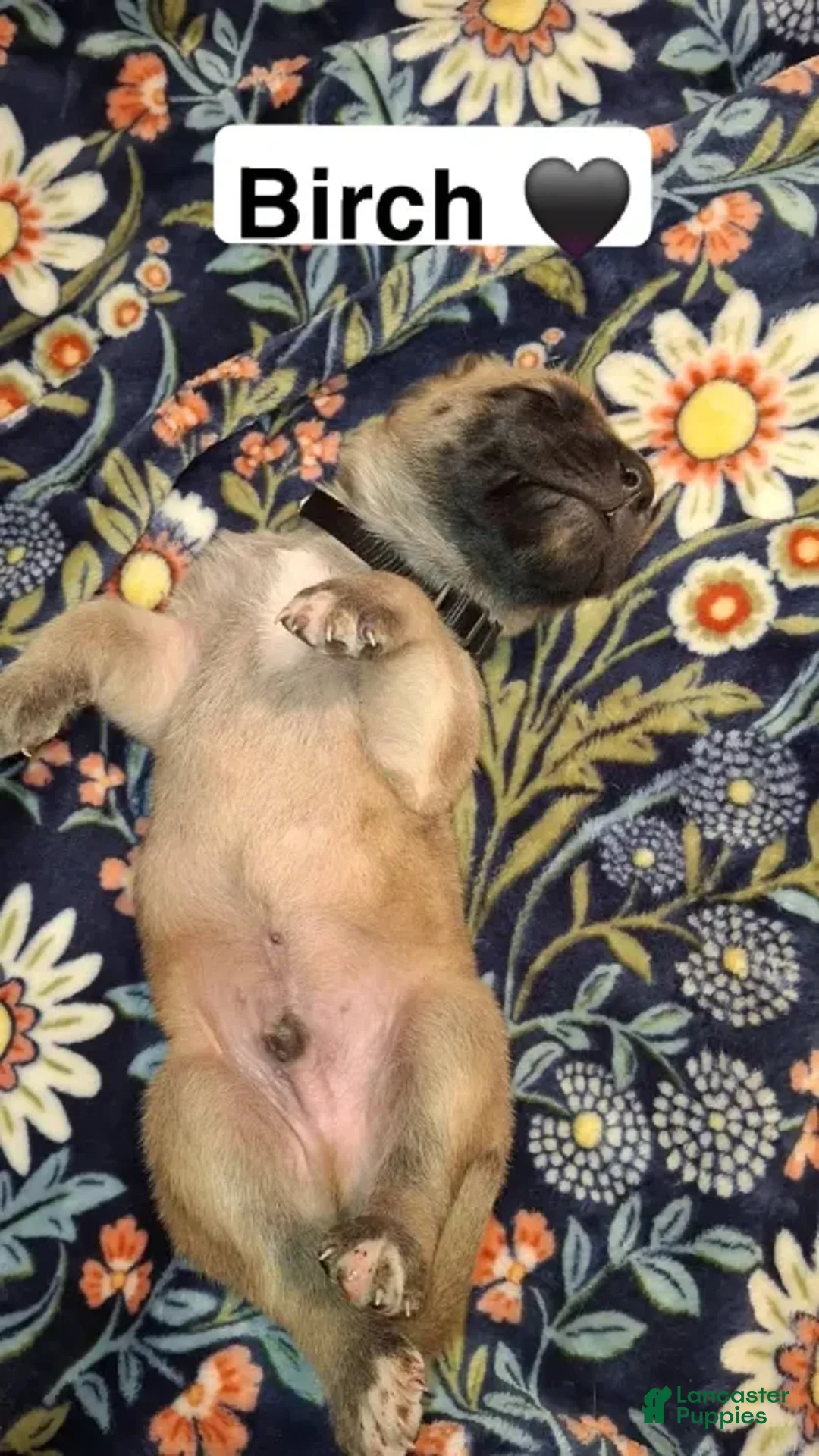 English Mastiff dogs for sale: Birch, English Mastiff Puppy - Ad 3