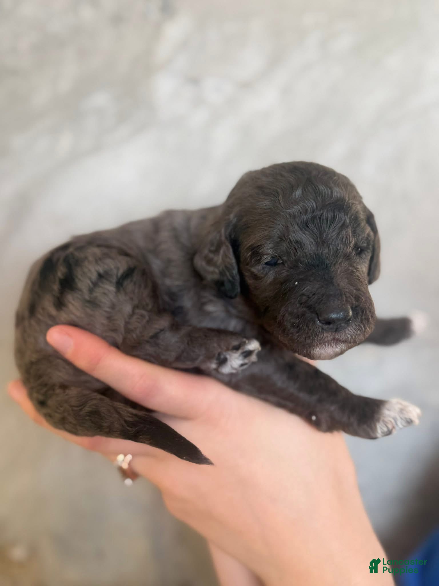 Goldendoodle dogs Muenster - Ad 20