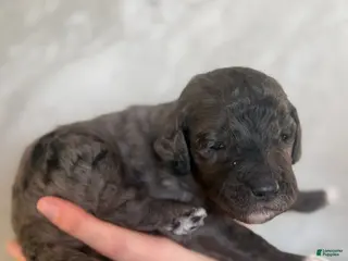 Goldendoodle dogs Muenster - Ad 20