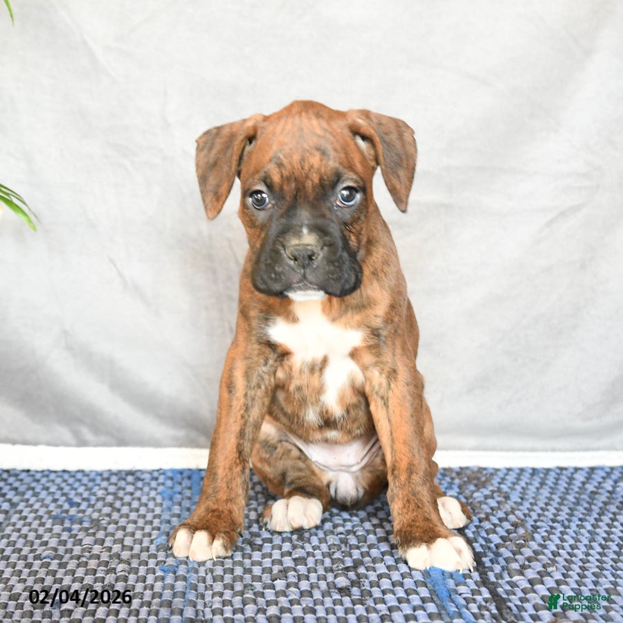 Boxer dogs Rhianna - Ad 2