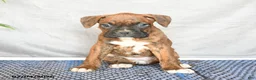 Boxer dogs for sale: Rhianna - Ad 2