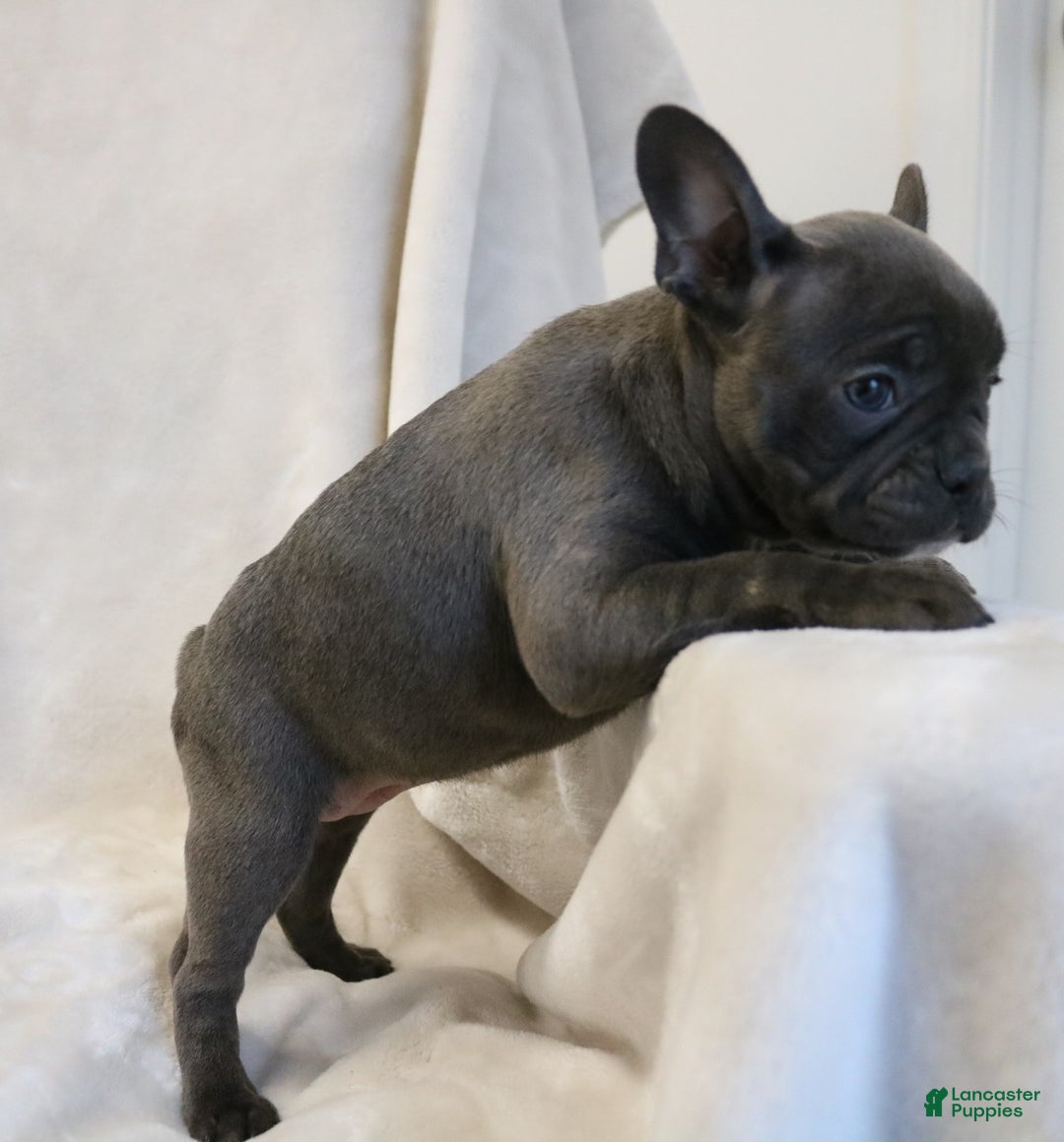 Frenchton dogs for sale: Chloe - Ad 6
