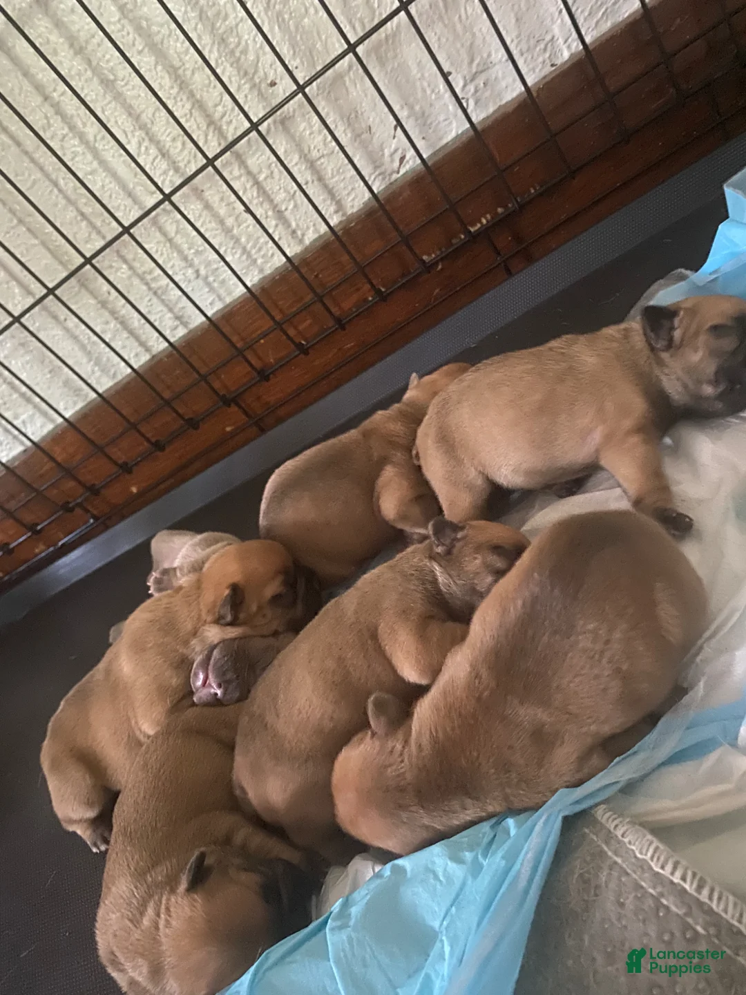 French Bulldog dogs for sale: French Bulldog Puppy 6 - Ad 2