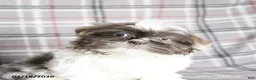 Shih Tzu dogs for sale: Waldo  - Ad 5