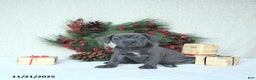 Cane Corso dogs for sale: Joy - Ad 6