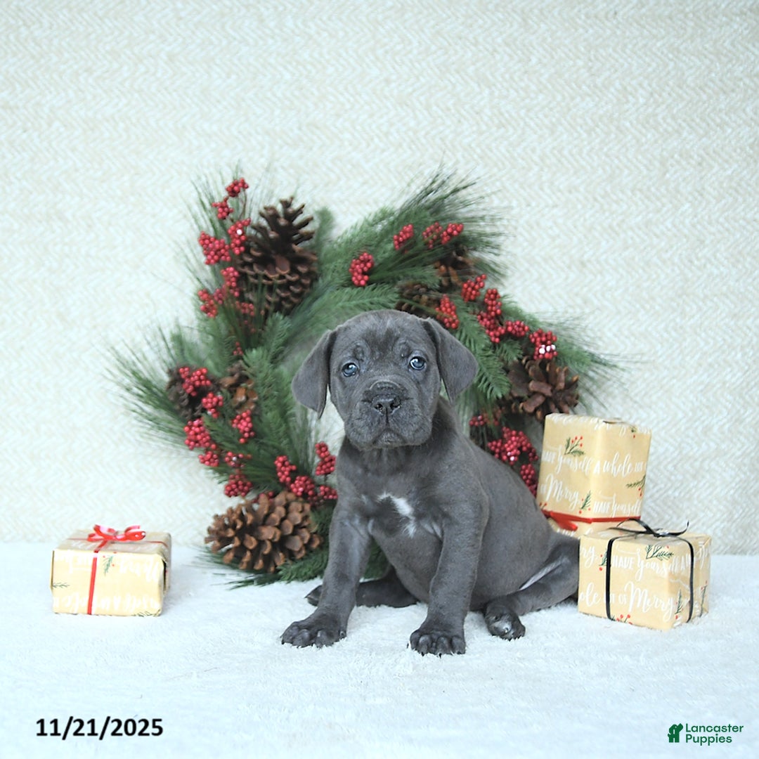 Cane Corso dogs for sale: Joy - Ad 6