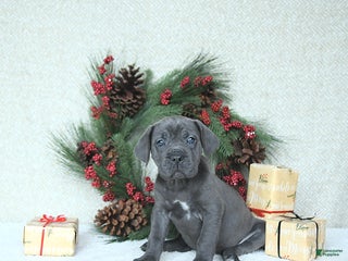 Cane Corso dogs Joy - Ad 12