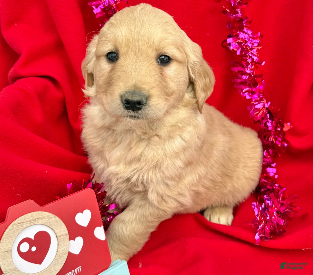 Golden Retriever dogs for sale: Tucker - Ad 2