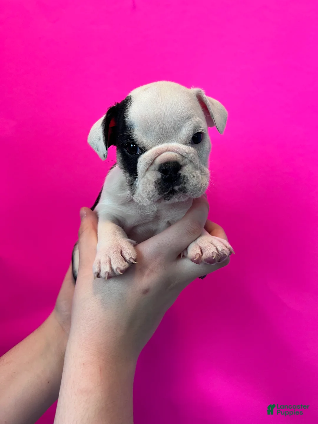 English Bulldog dogs for sale: Bayla (Black Tri) - Ad 2