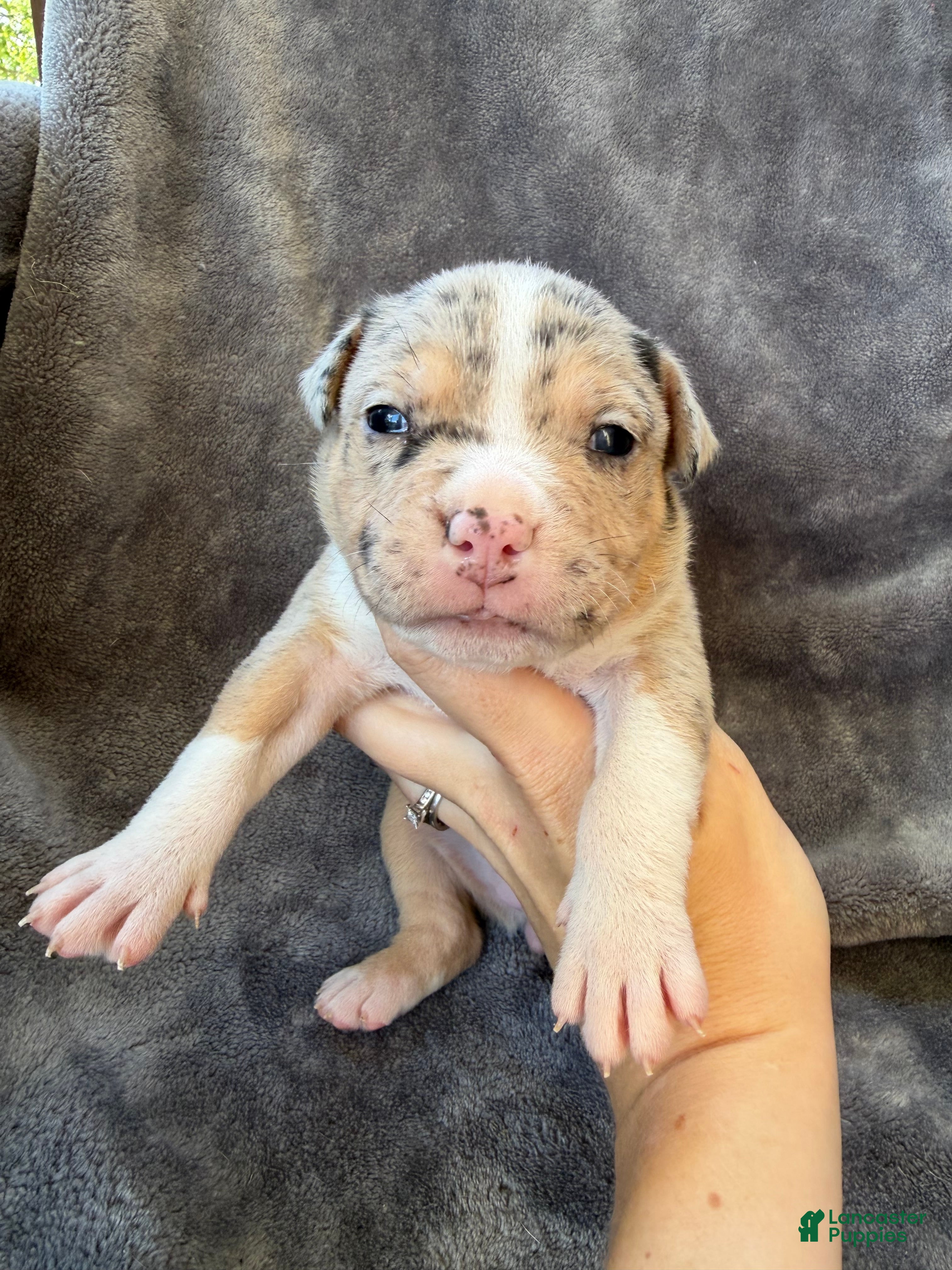 American Bully dogs Olivia  - Ad 1
