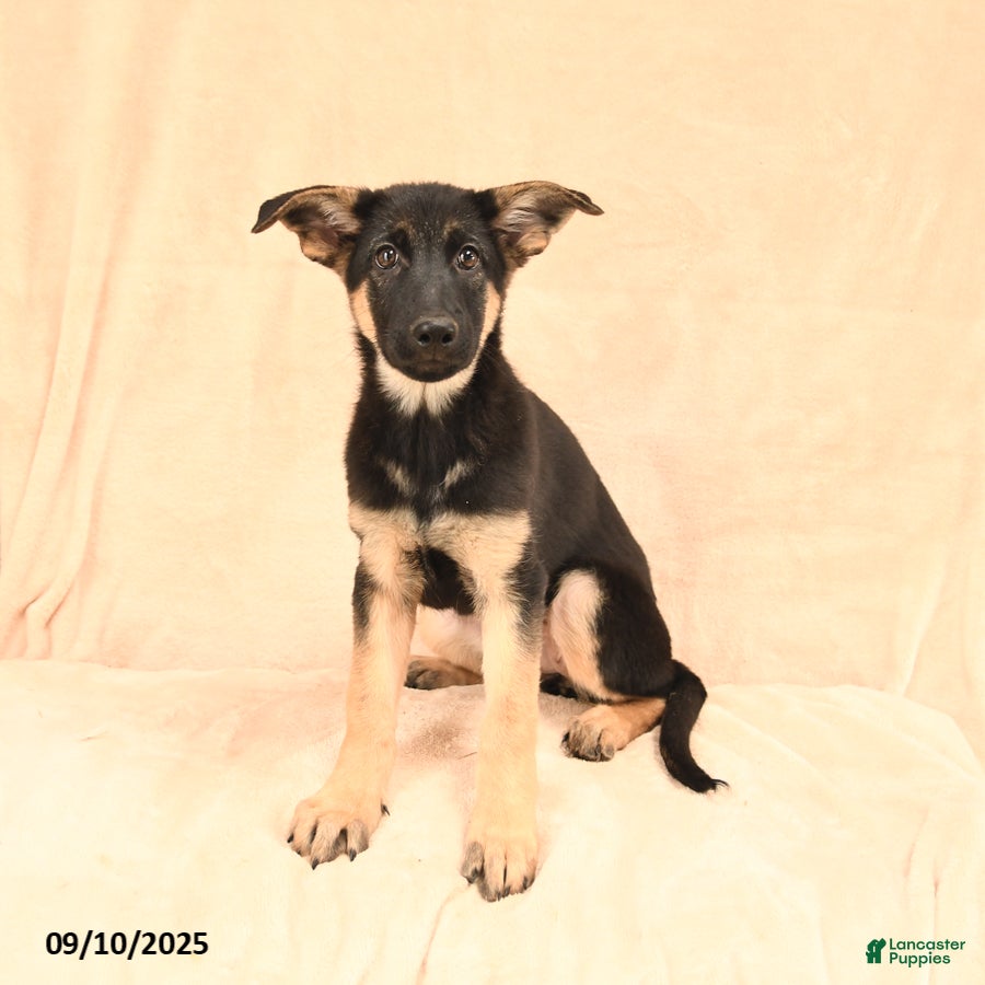 Terrier German Shepherd Dachshund Mix For Sale German Shepherd