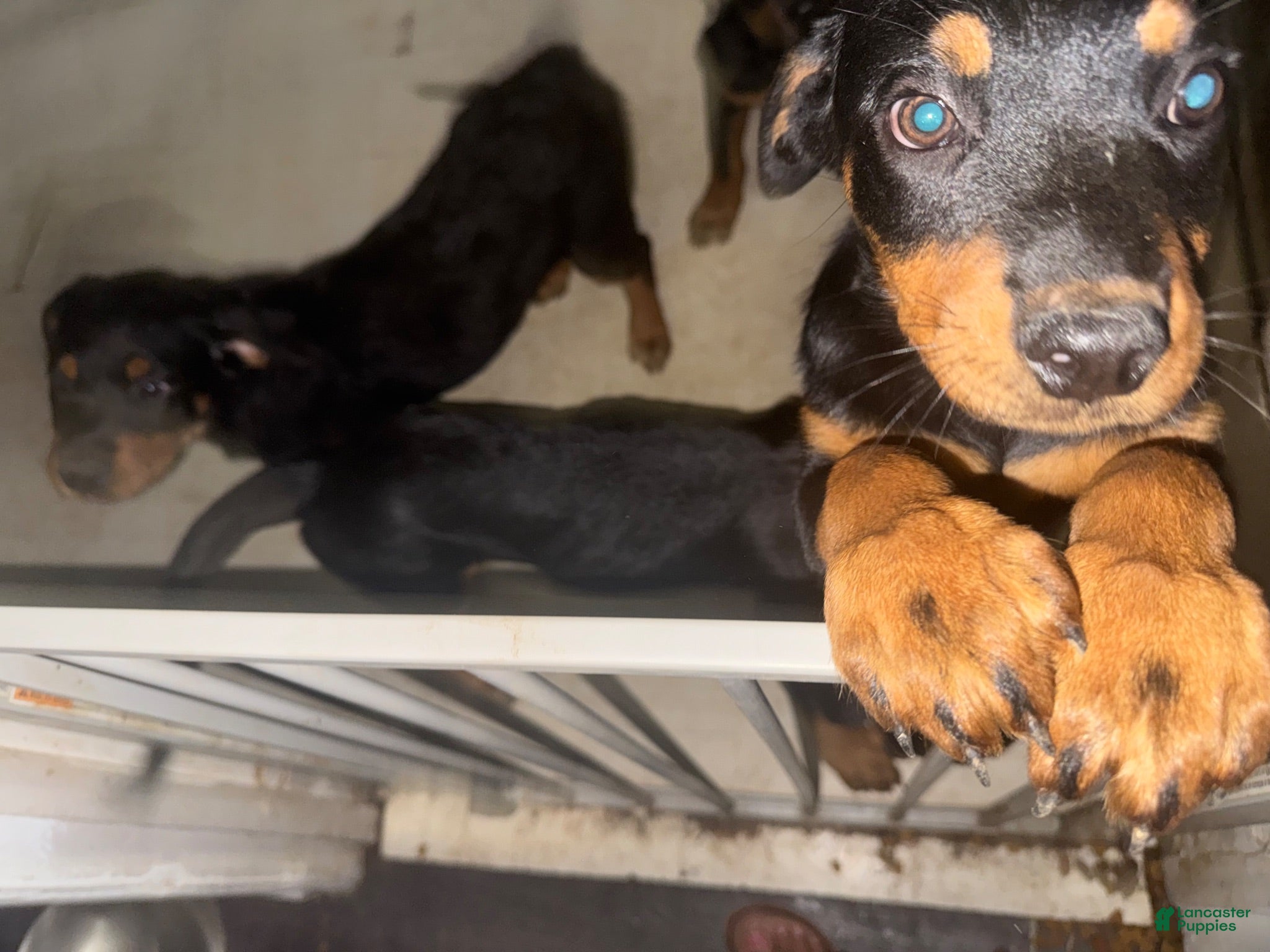 Rottweiler dogs Rottweiler 3 - Ad 27