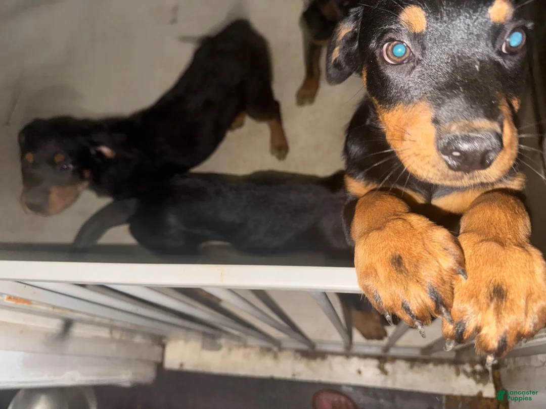 Rottweiler dogs for sale: Rottweiler 3 - Ad 1