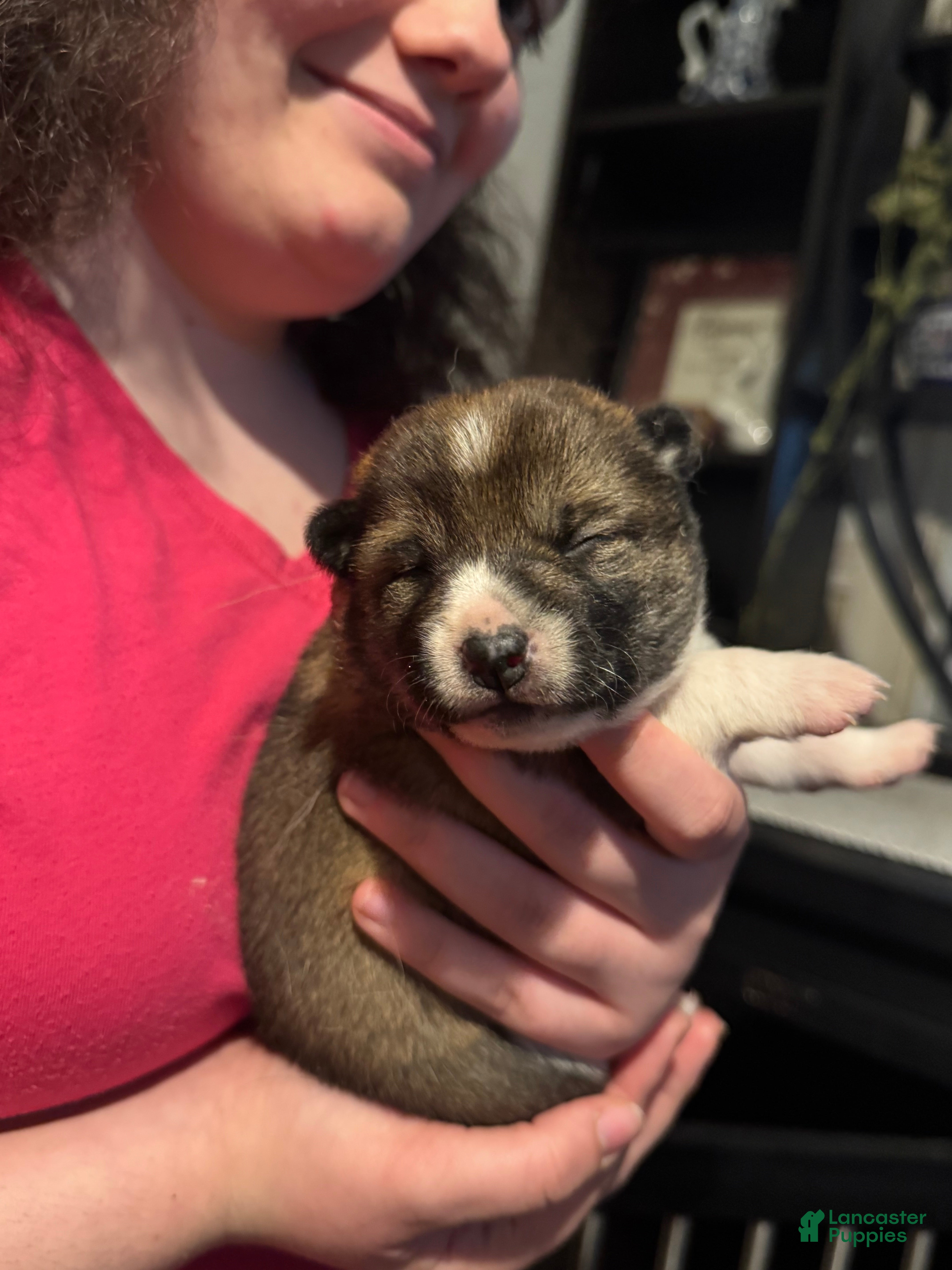 Shiba Inu dogs Shiba Inu Puppy 3 - Ad 18