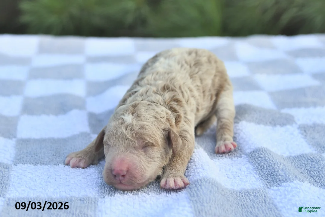 Mini Goldendoodle dogs for sale: Bear - Ad 1