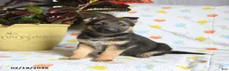 German Shepherd dogs for sale: Whimsy - Ad 2