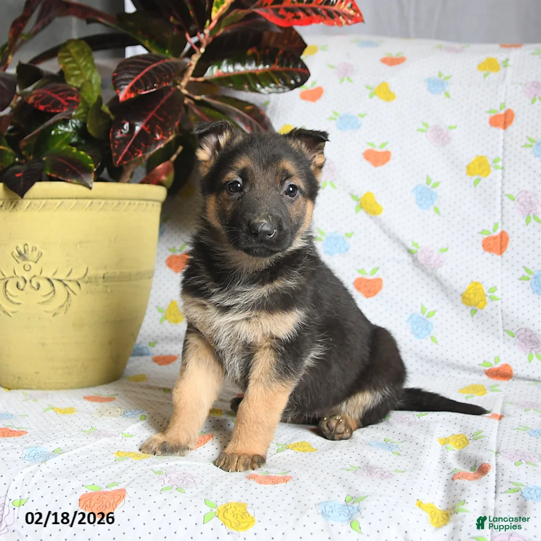 German Shepherd dogs for sale: Whimsy - Ad 2