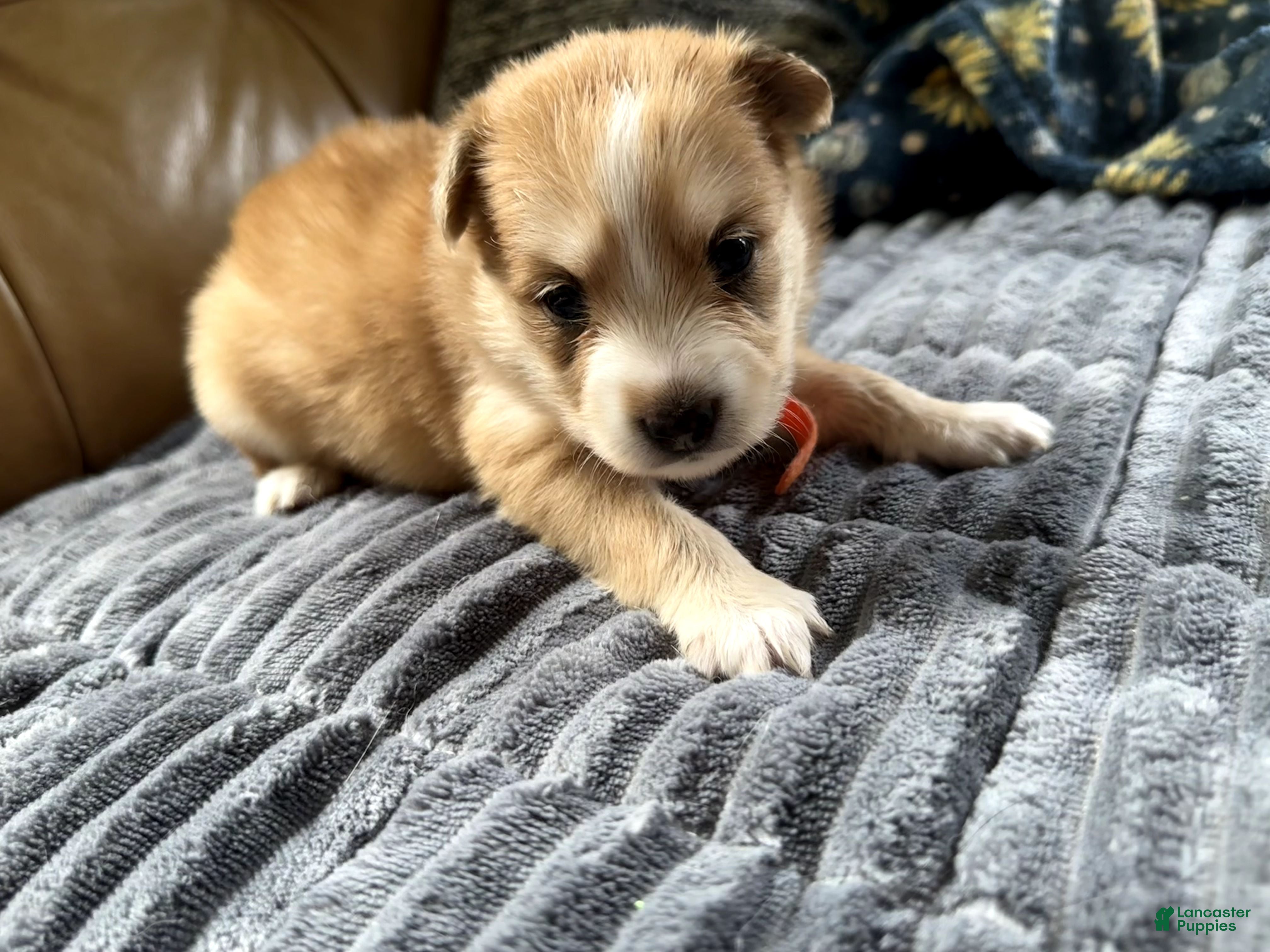 Mixed Breed dogs Donna - Female - Ad 2