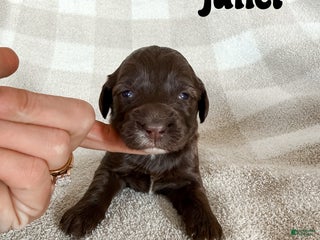 Aussiedoodle dogs Juliet - Ad 42