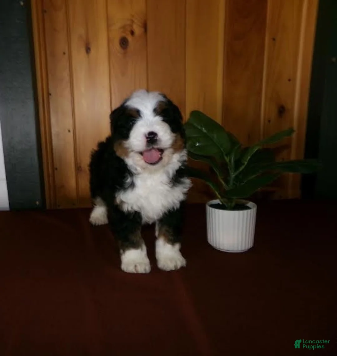 Mini Bernedoodle dogs for sale: Austin - Ad 4