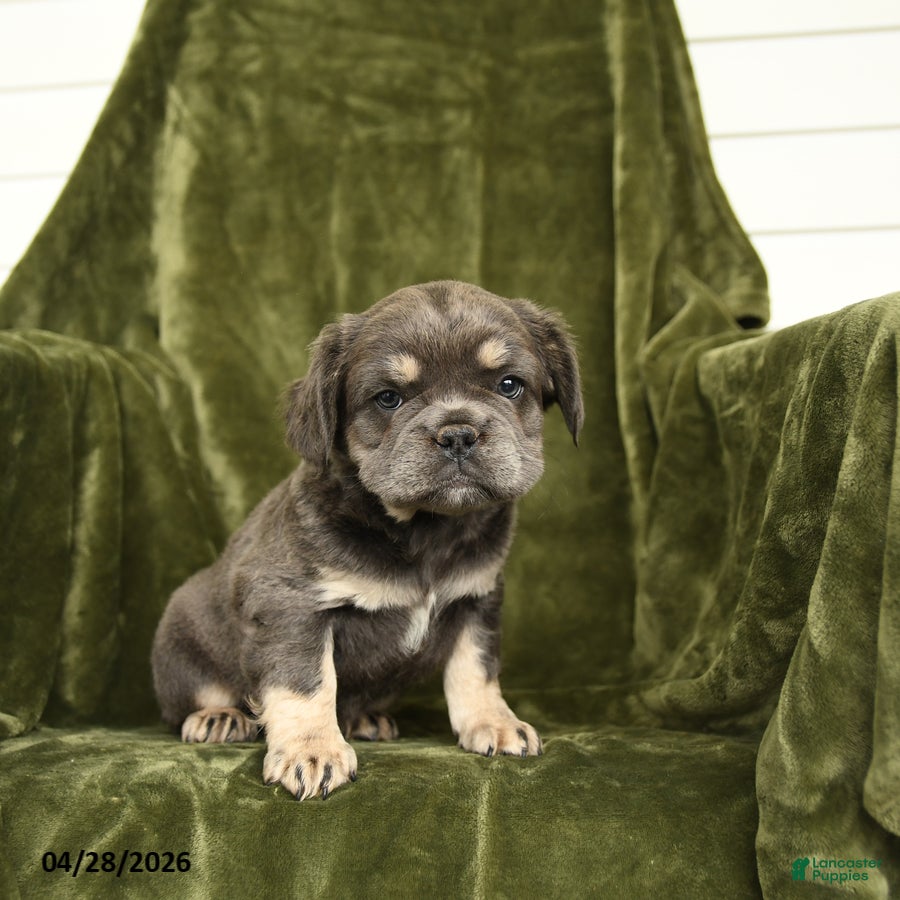 French Bulldog dogs Hetty - Ad 2