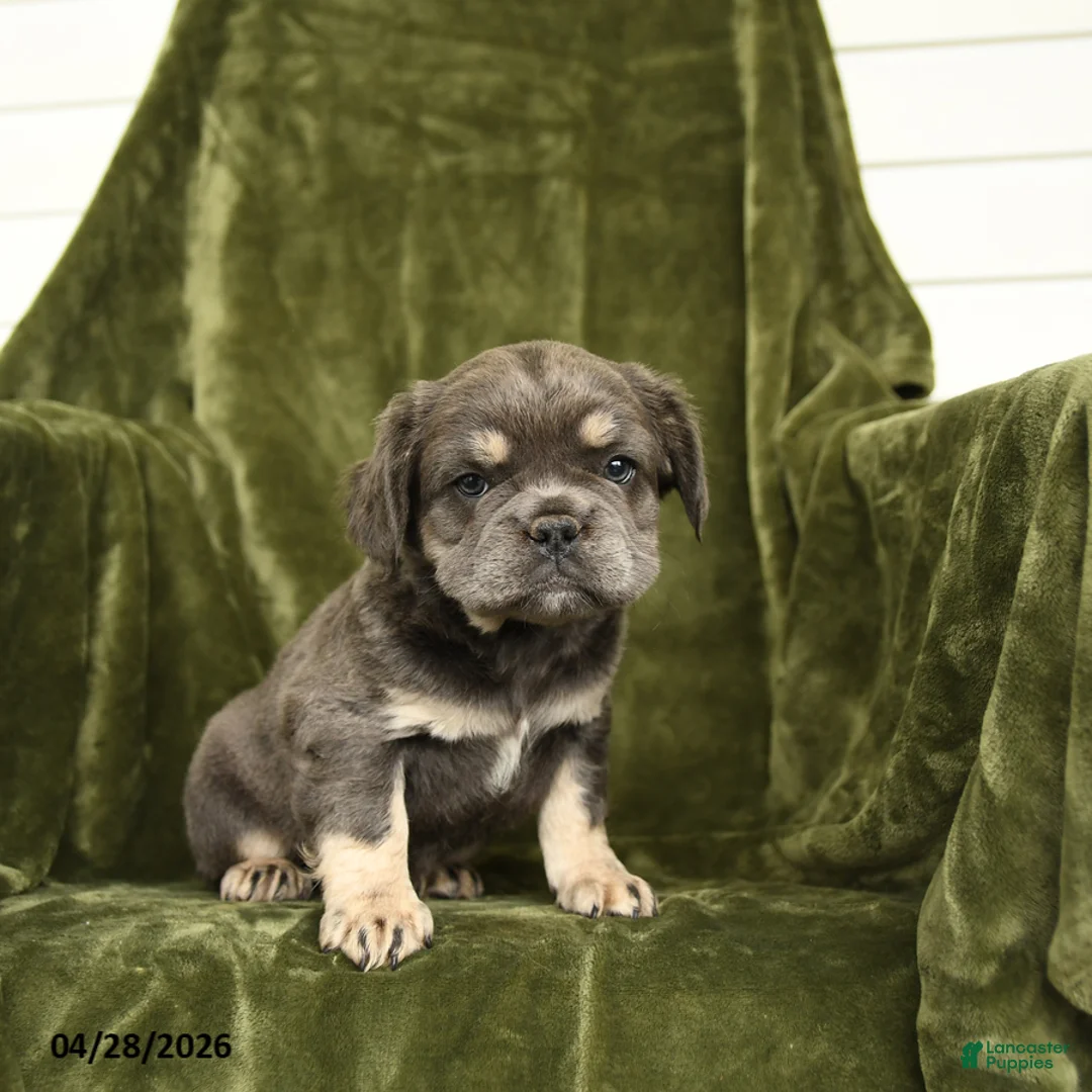 French Bulldog dogs for sale: Hetty - Ad 2