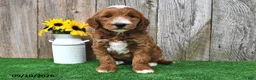 Mini Goldendoodle dogs for sale: Lady - Ad 4