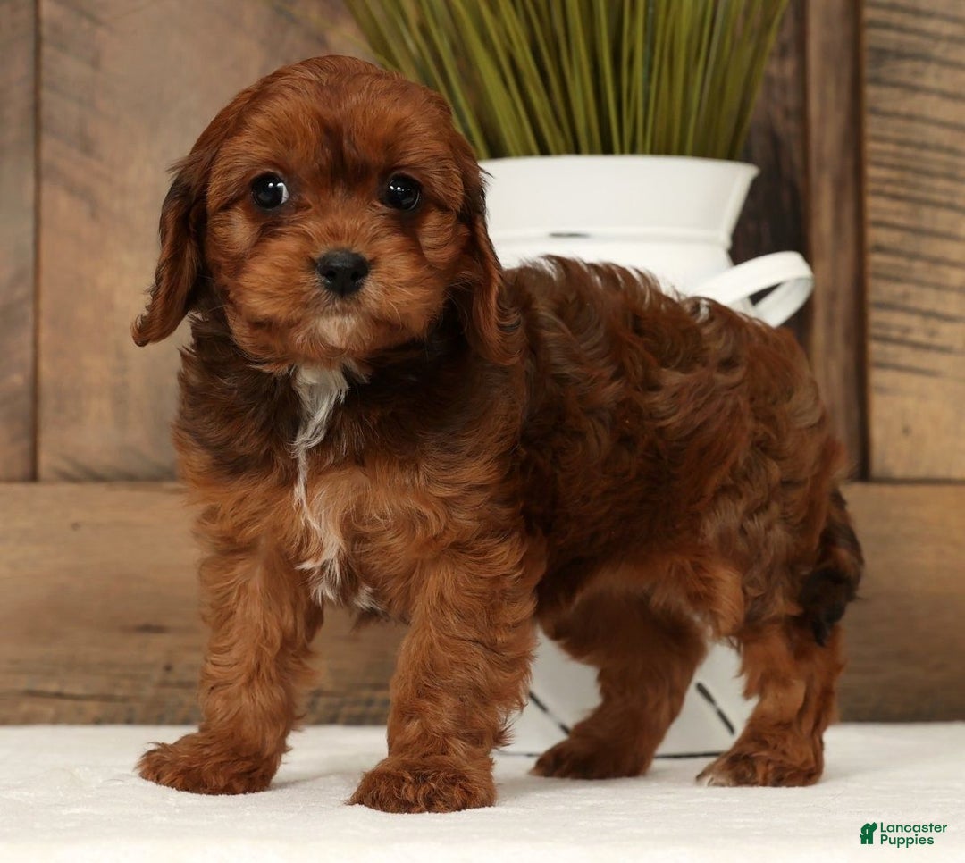 Cavapoo dogs for sale: Candy - Ad 3