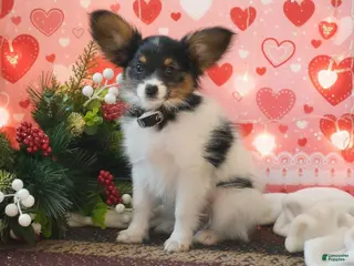 Papillon dogs Boston - Ad 13