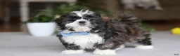 Shih Tzu dogs for sale: Charles - Ad 1